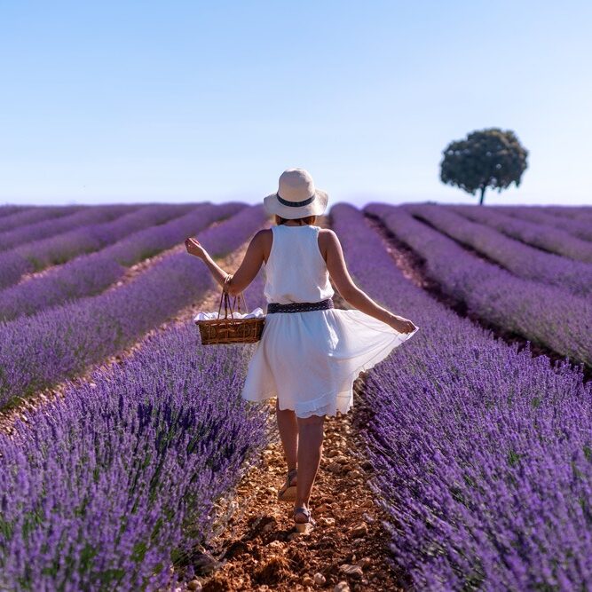 femme-dans-champ-lavande-ete-cueillant-fleurs-style-vie-rural