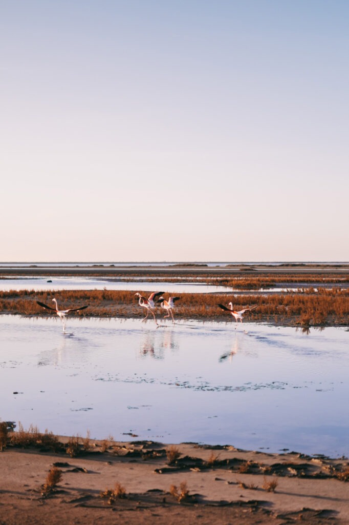 camargue-france-by-locals