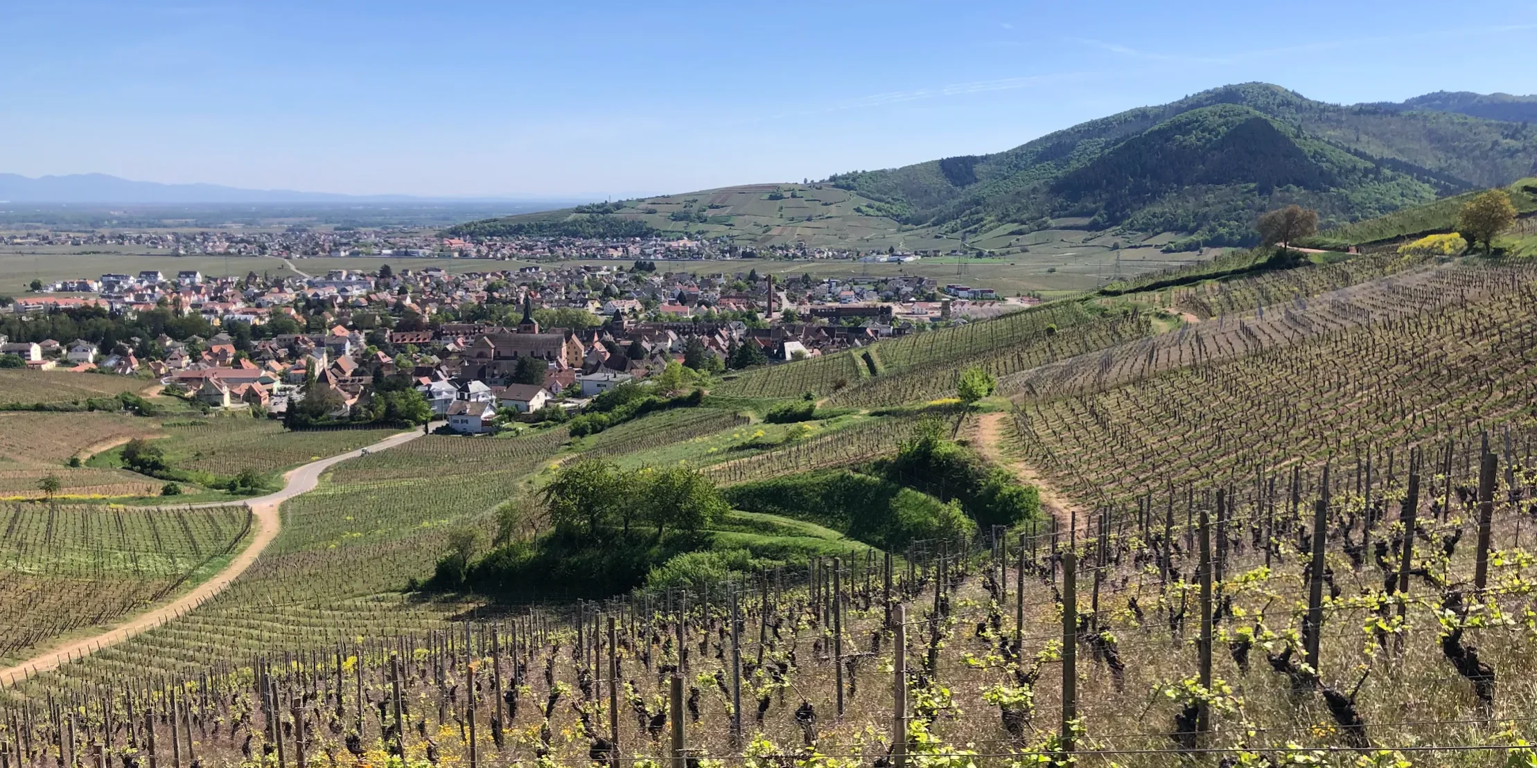 Vignoble alsace Jule LECLECH champagne-alsace-et-bourgogne