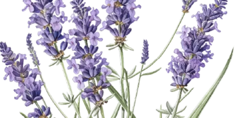 trips-to-provence-lavande-france-by-locals