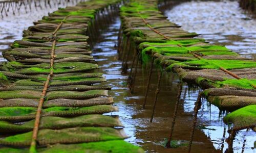 belon bretagne france by locals