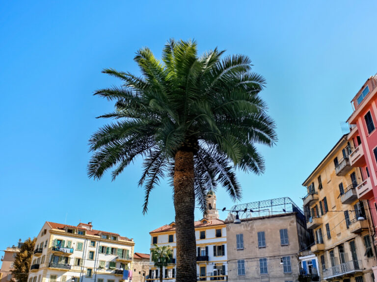 palm-batiments-cassis-france