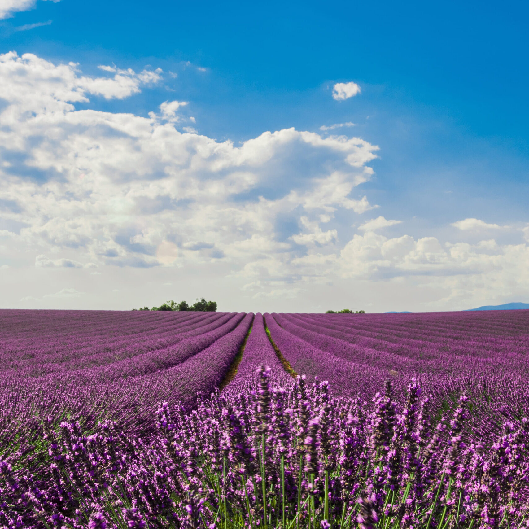 champ-belles-fleurs-lavande-anglais-violet-sous-ciel-nuageux-colore