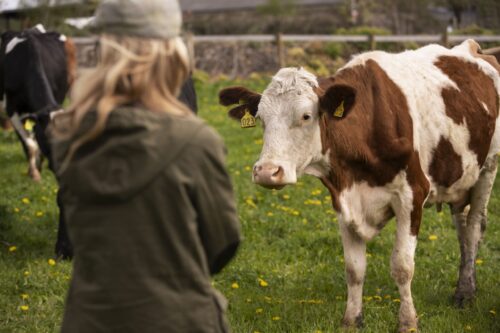 cows-grazing-around-farm-normandy-fbl